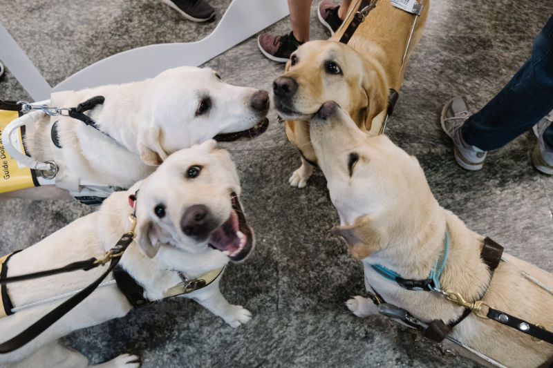 Guide Dogs Guide Dogs Singapore Ltd (GDS)