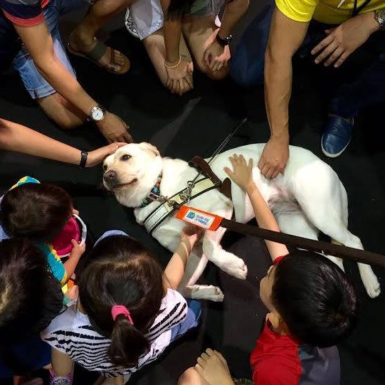 Our Guide Dogs - Guide Dogs Singapore Ltd (GDS)