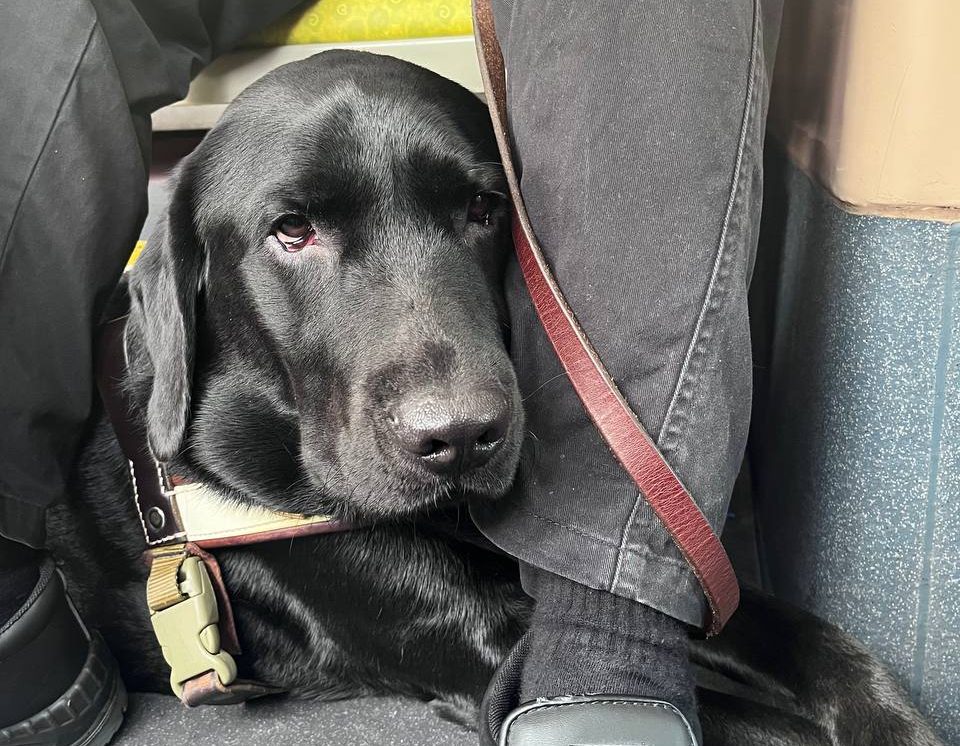 Guide Dog Matt sitting beneath its user leg, looking directly at the camera. 