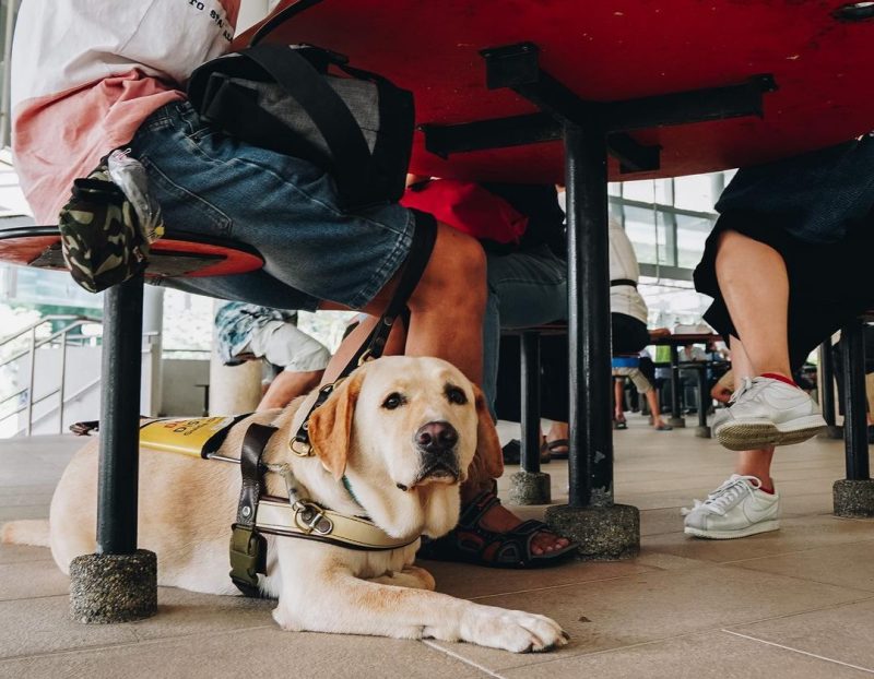 A guide dog seated beneath a table in a coffee shop.