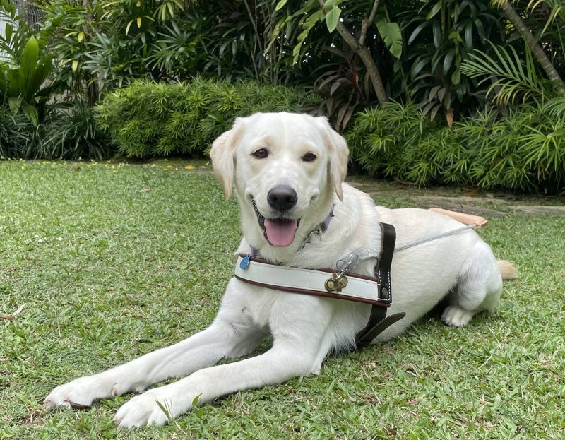 Guide dog Eve in a down position.