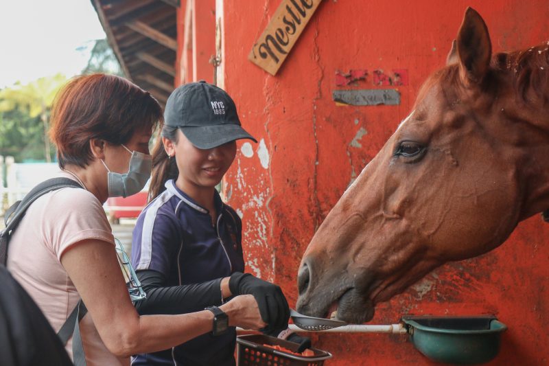 GDS client and a student volunteer feeding a horse.