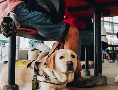 My Life as a Guide Dog