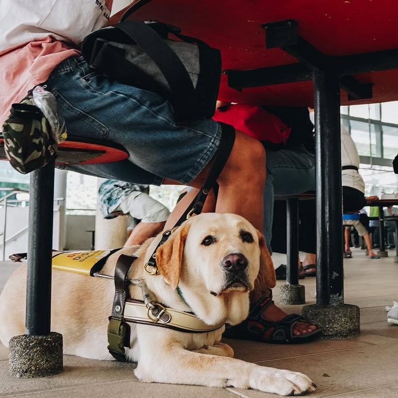 A guide dog seated beneath a table in a coffee shop.