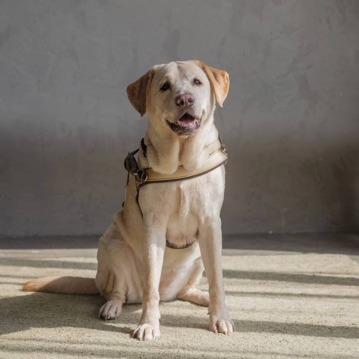 Guide dog Clare sitting down with her teddy bear face and expressive eyebrows, tilting slightly to her right.