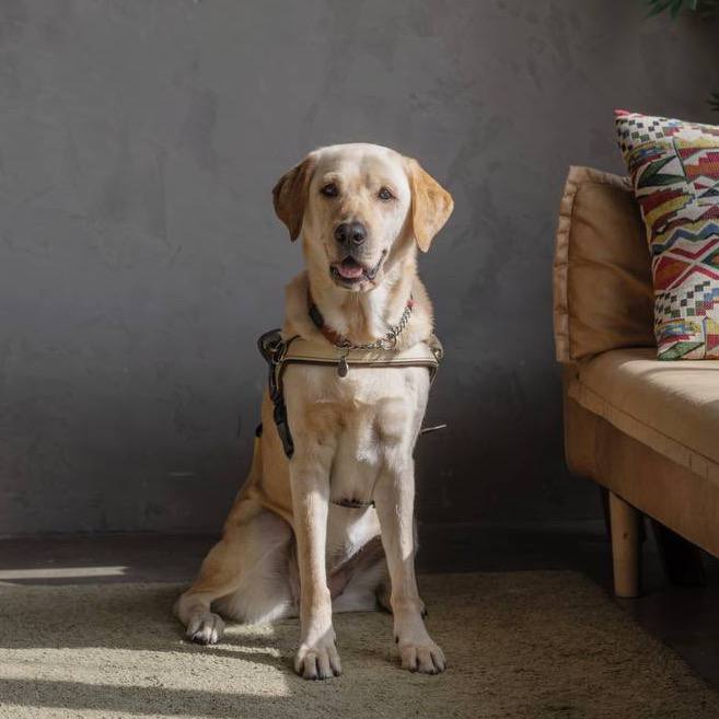 White guide dog Orinda, the smallest working guide dog, looking slightly to her right with a playful expression.