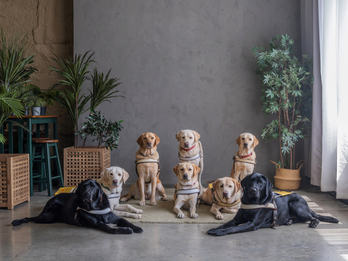 Marche's Journey - Guide Dogs Singapore Ltd (GDS)